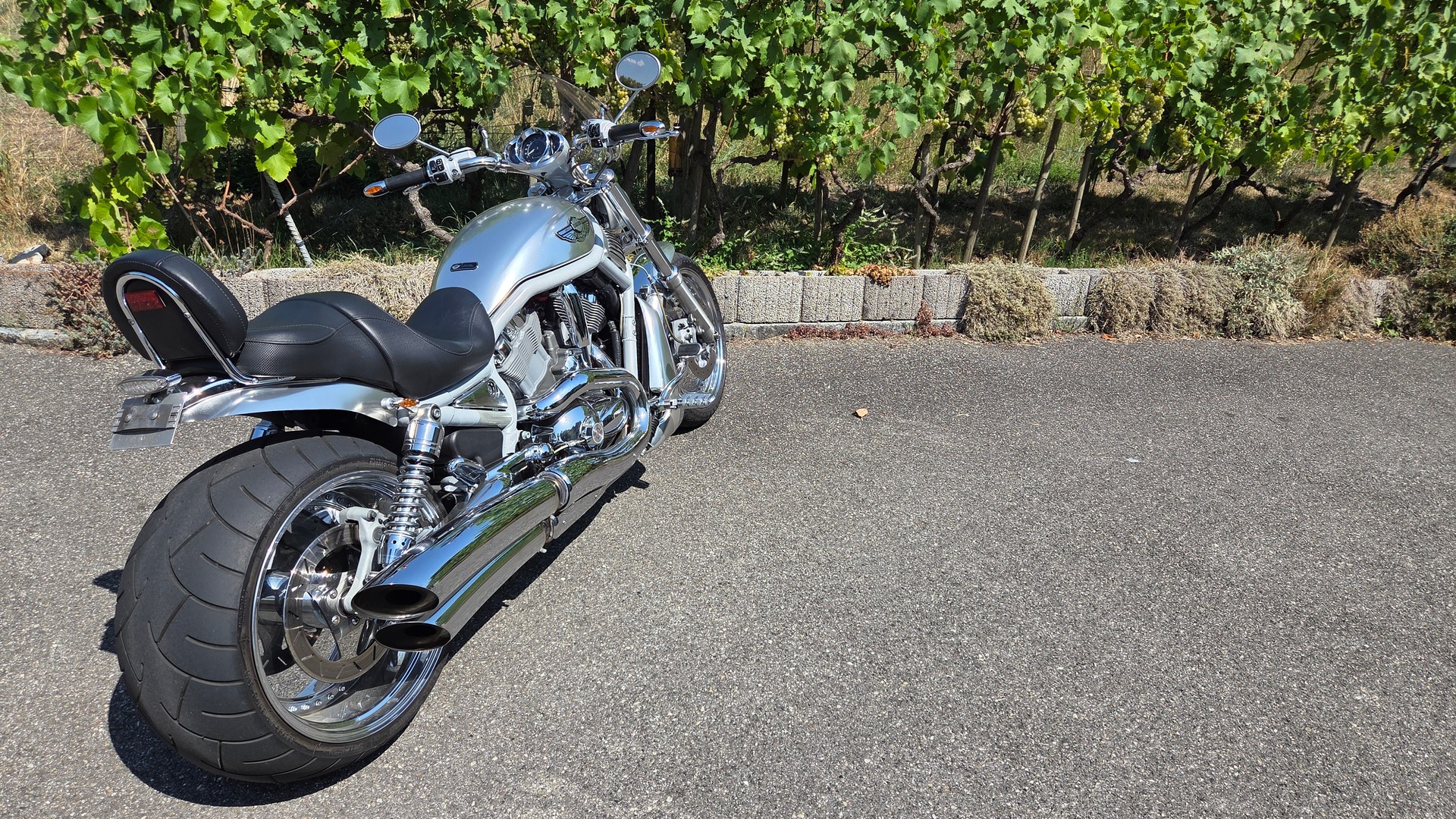 HARLEY-DAVIDSON VRSCA VROD-image-7