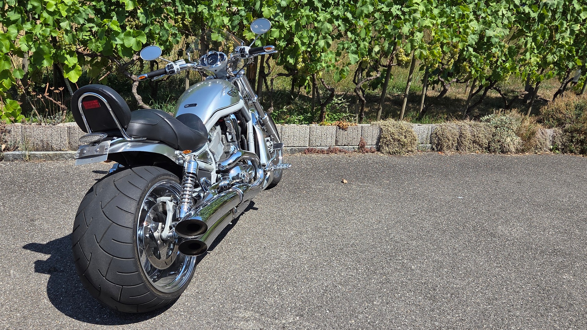 HARLEY-DAVIDSON VRSCA VROD-image-2