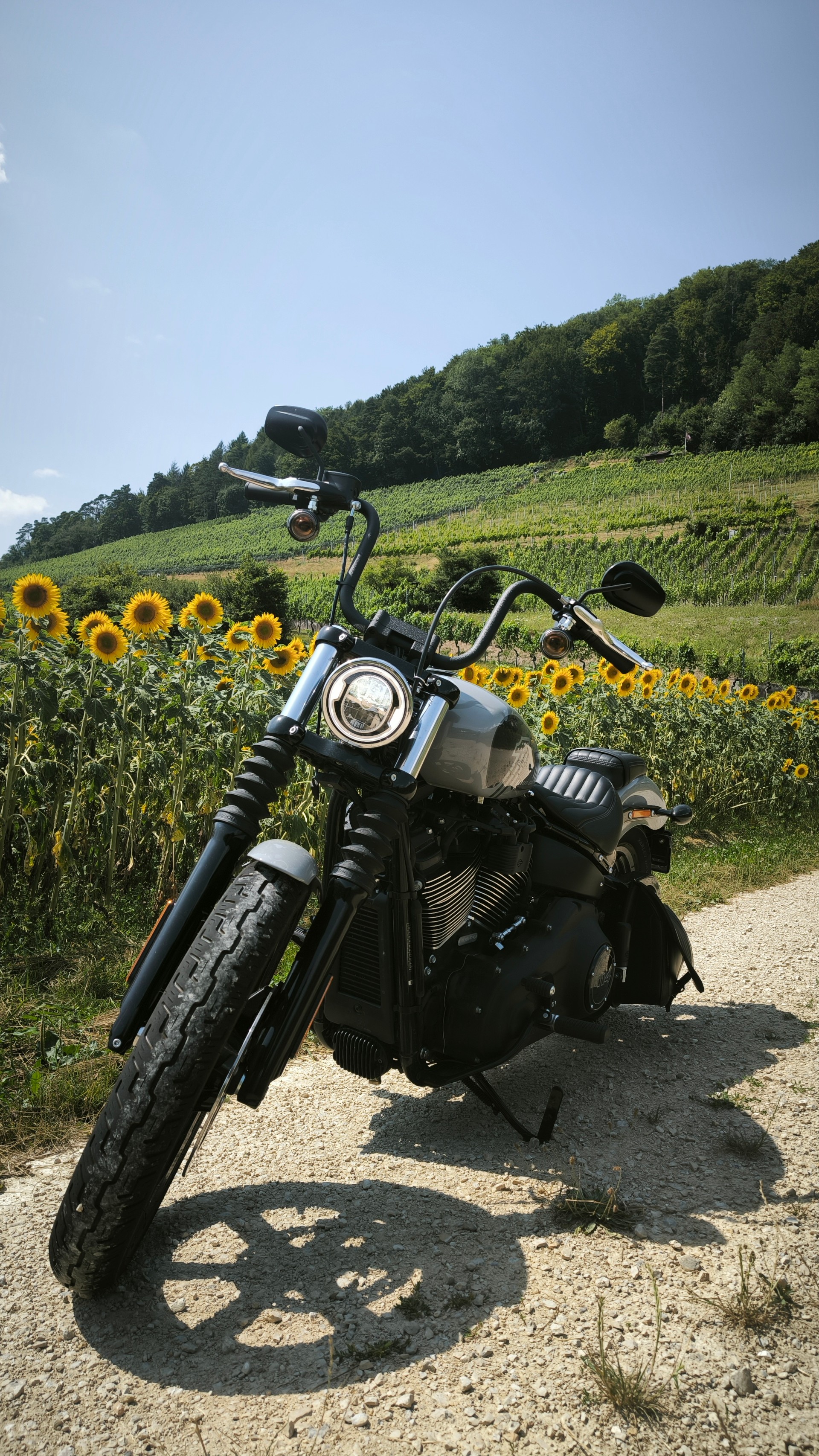 HARLEY-DAVIDSON FXBBS Street Bob 114-image-5